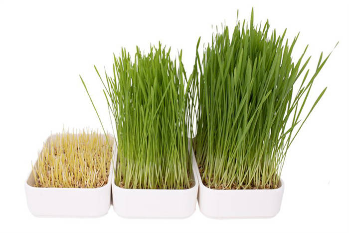 Cat grass