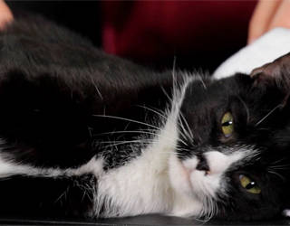 A thoughtful cat