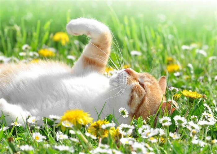 Why do cats love valerian?