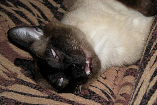Why cats are crazy about valerian.