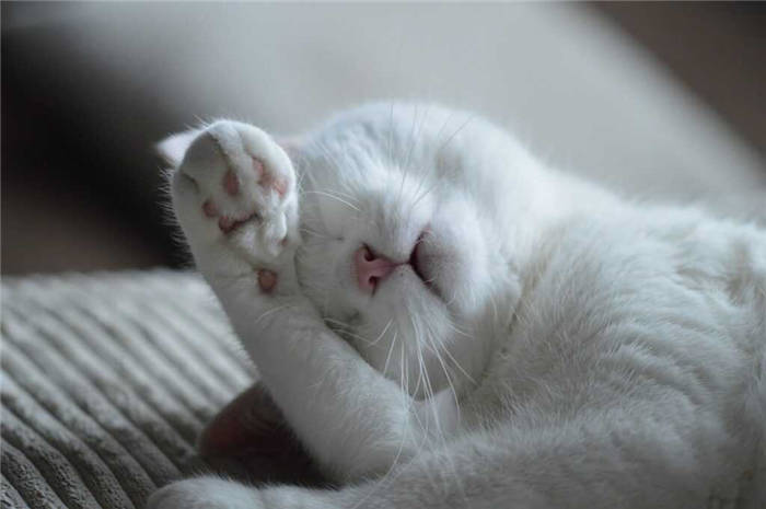 cat lies on the bed