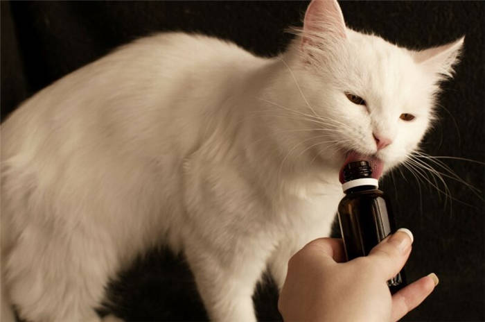 Why do cats love valerian?