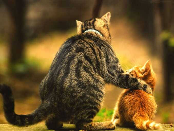Will valerian help cats when they are in heat