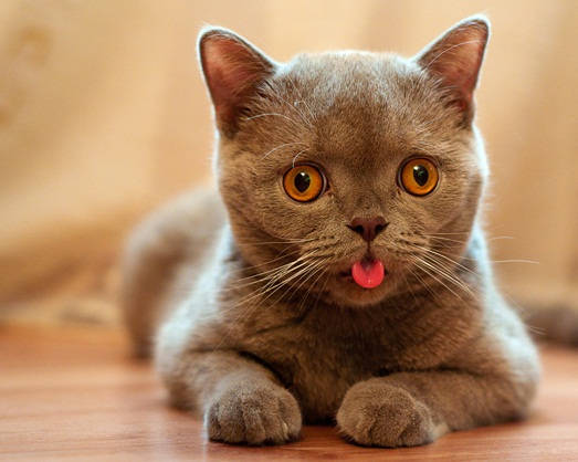 Cute