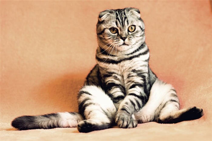 Why do cats love valerian?