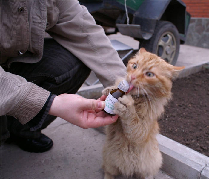 Why do cats go crazy, go crazy, and catch the rush from plain valerian?
