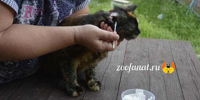 Cat ears are being cleaned