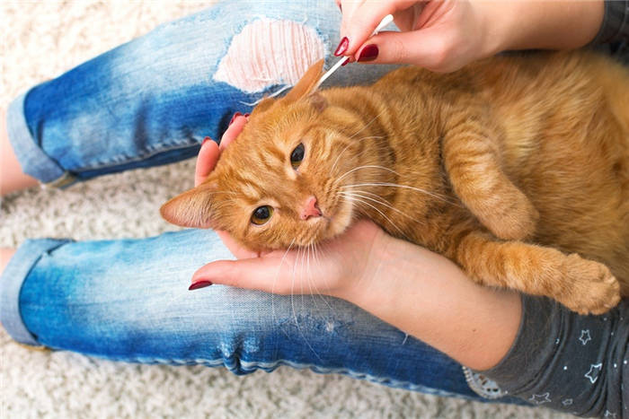 Cat likes to clean ears