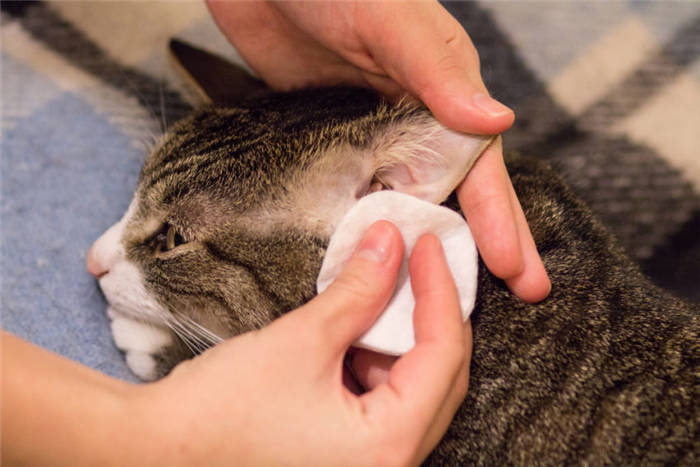 Pre-cleaning of cat's ear