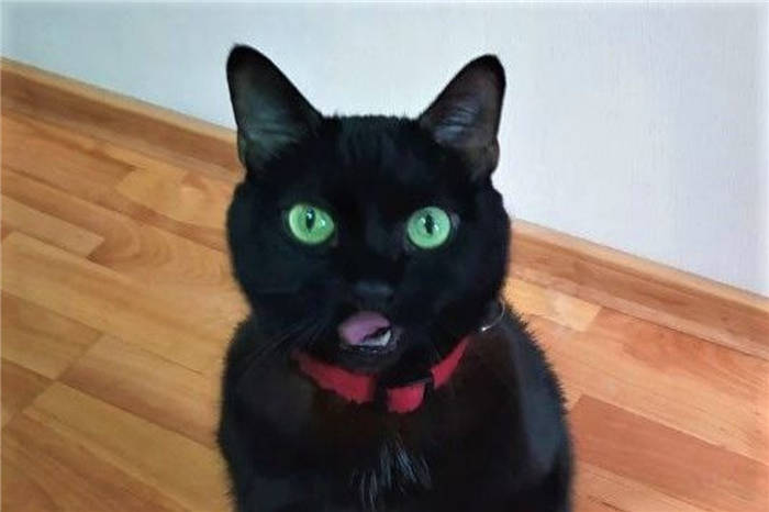How to teach a cat to give paw. Cats' favorite treats are half the battle!