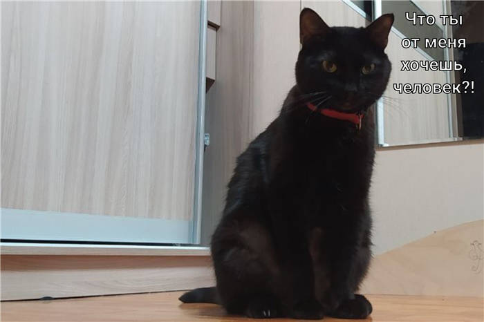 How to teach the cat to give the paw. 3 secrets of success and a simple algorithm of training