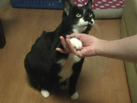Black and white cat gives paw photo