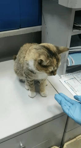 Give the paw! Guide how to teach a cat the command Cat, Cute, Training, Vertical video, No sound, Video, Gifka