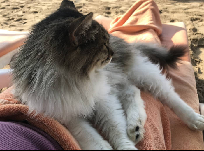 Souvenir from Turkey. Episode 4 Cat, Turkey, Taming, Longpost