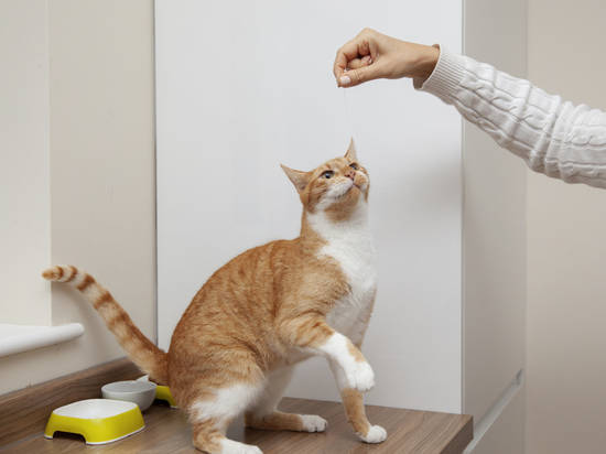 Give me the paw: how to teach a cat simple commands