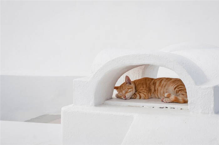 Why a cat needs to be spayed
