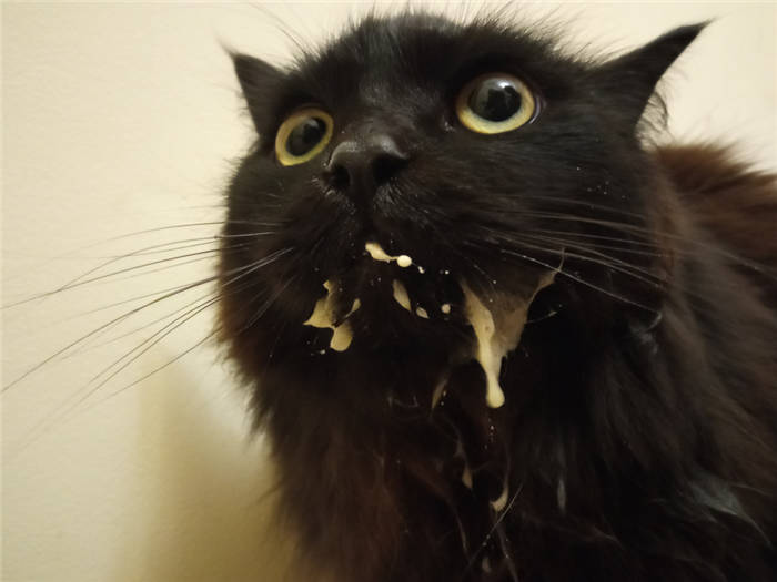 Vomiting in a cat with white foam as a sign of illness