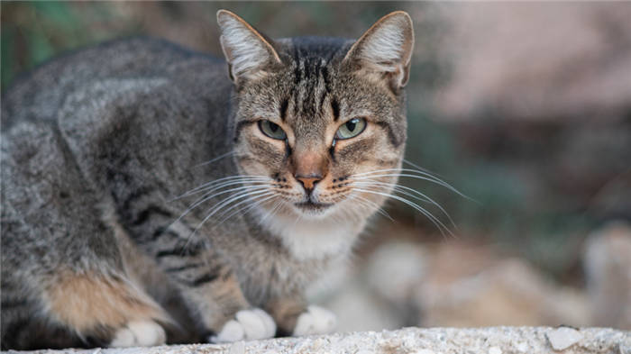 What is vomiting in a cat white foam consistency