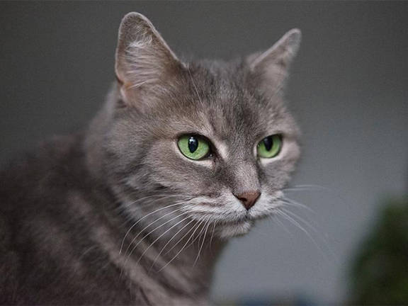 Photo of a cat