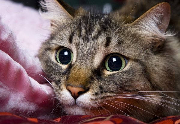 Cat under stress