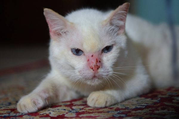 Fungal diseases in cats