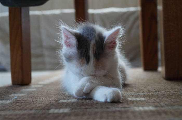Treatment of white foam cat vomiting at home 