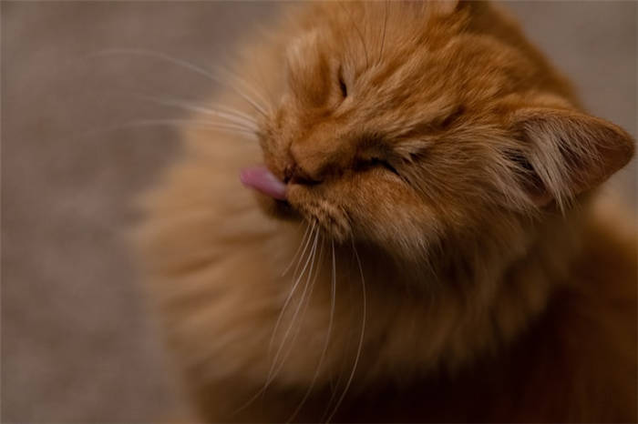 Cat vomiting after eating lumps of fur