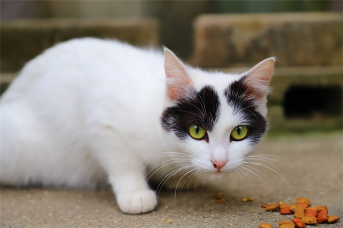 What can vomit up a cat after eating