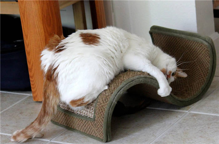 By accustoming him to the scratching post