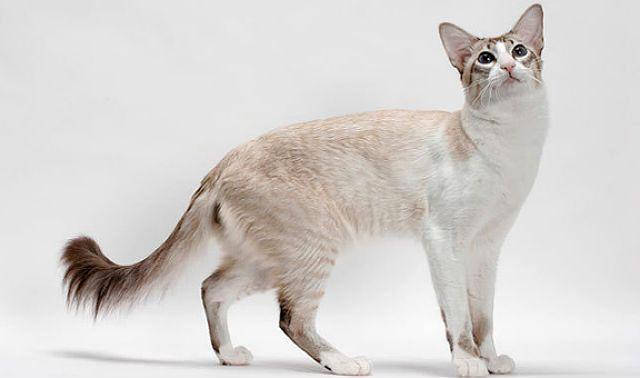 Javanese cat that looks like Siamese