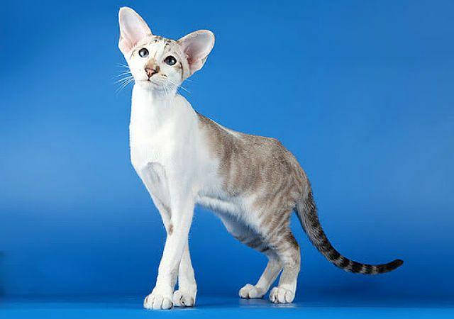 Seychelles cat
