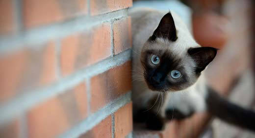 Siamese cat