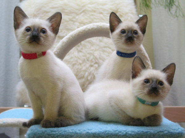 Siamese cat