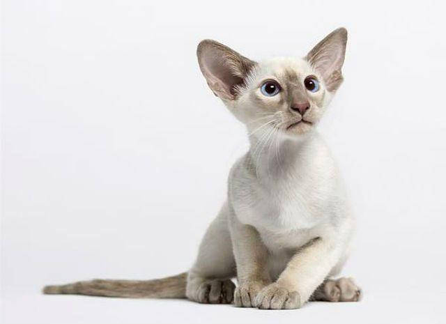 Oriental cat - front view