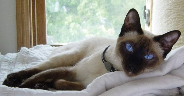Siamese cat
