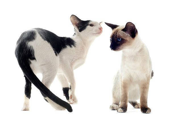 Oriental cats
