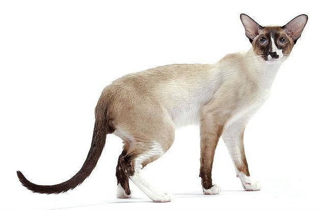 Seychelles cat that looks like a Siamese