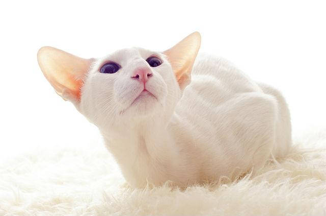 Fortnight cat that looks like a Siamese