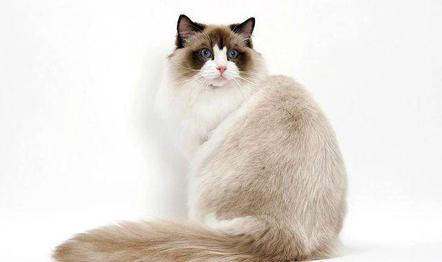 Ragdoll is a big cat