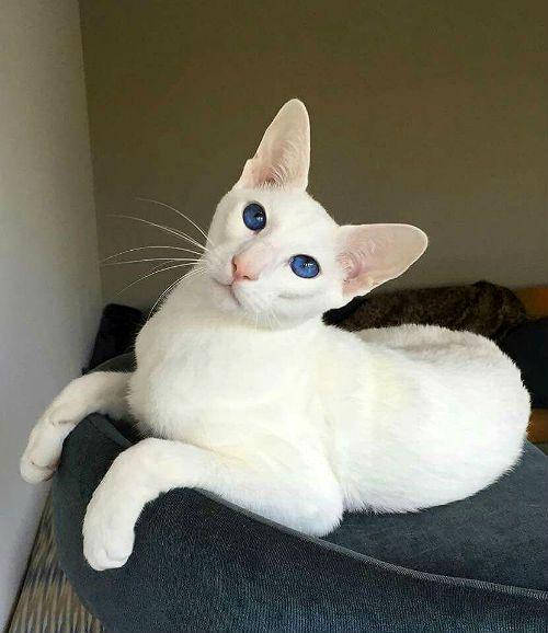 Forinwaite cat