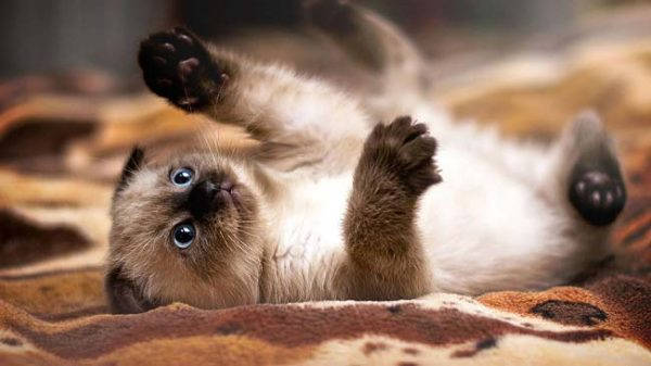 Siamese kitten