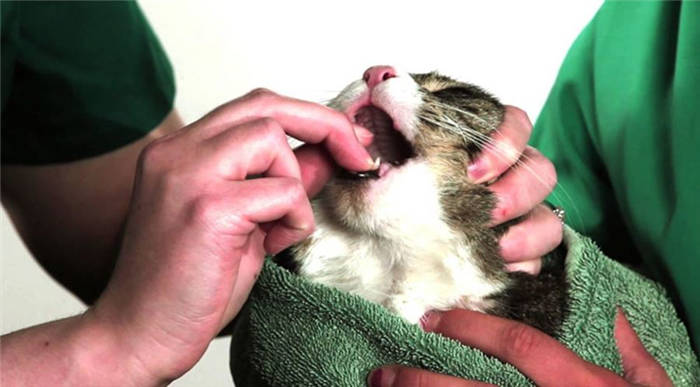 How to open your cat's mouth to give medicine