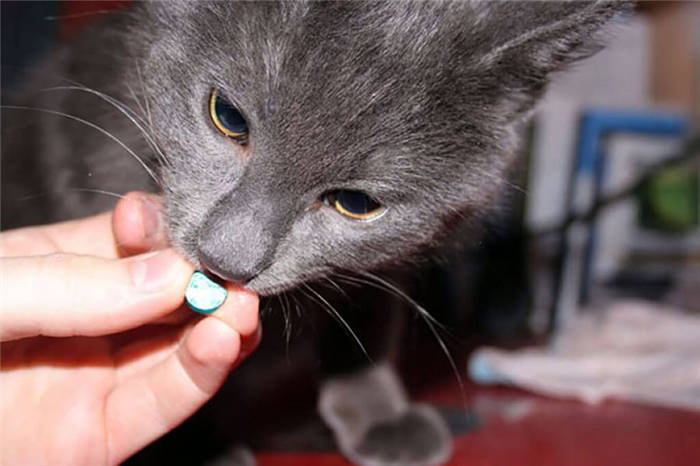 How to give medicine to a cat