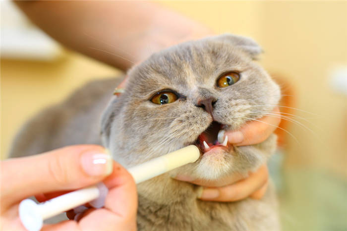 How to give a pill to a cat