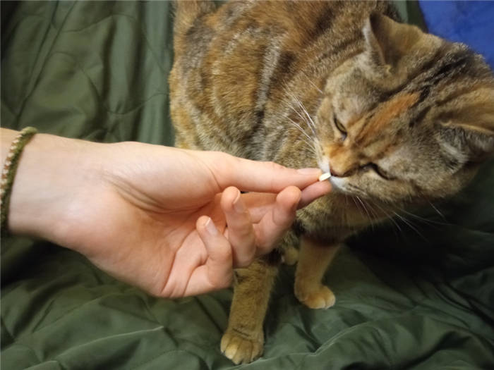 How to give a pill to your kitten