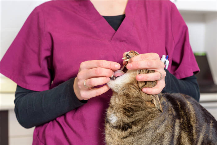 How to give medicine to a cat