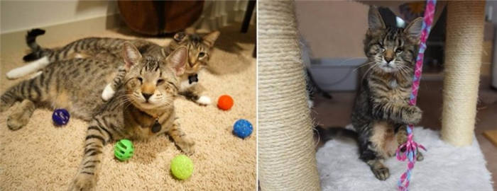 Causes of blindness in kittens