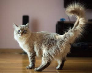 How to know if your cat is blind Step 4