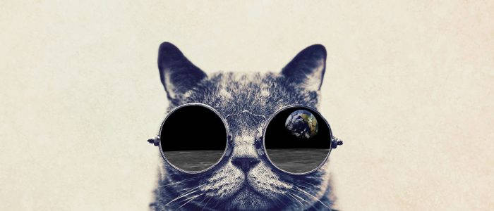 A cat has become blind.