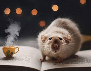 cat and mouse